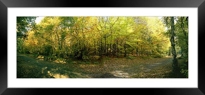 Early Autumn in Whippendell Wood Framed Mounted Print by graham young