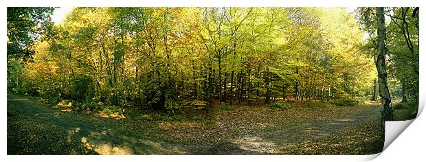 Early Autumn in Whippendell Wood Print by graham young