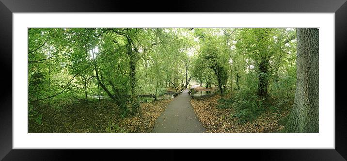 A Woodland Walk in Cassiobury Park Framed Mounted Print by graham young