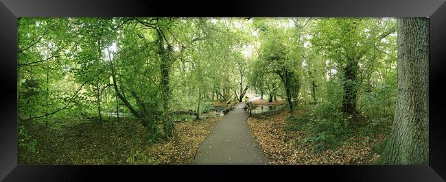 A Woodland Walk in Cassiobury Park Framed Print by graham young