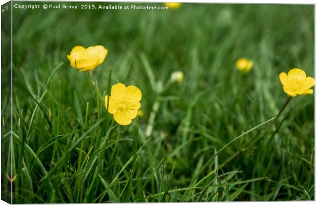 Buttercups in the Grass Canvas Print by Paul Grove