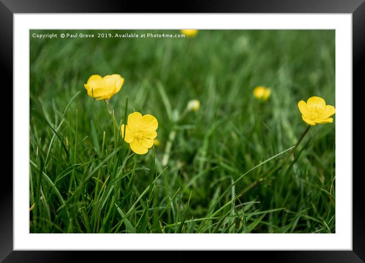 Buttercups in the Grass Framed Mounted Print by Paul Grove