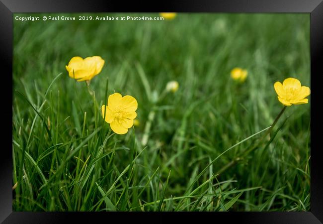 Buttercups in the Grass Framed Print by Paul Grove