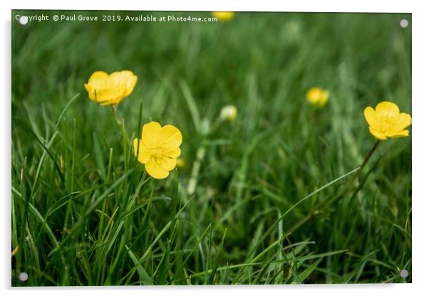 Buttercups in the Grass Acrylic by Paul Grove