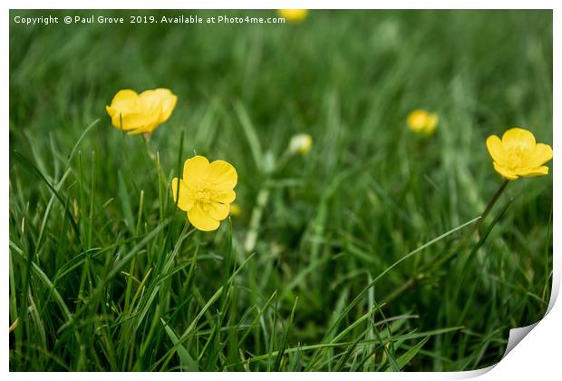 Buttercups in the Grass Print by Paul Grove