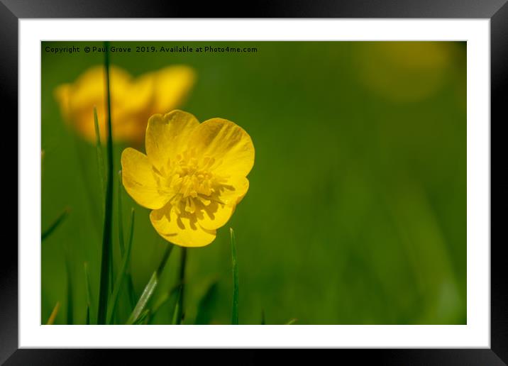 Buttercup in Summer Framed Mounted Print by Paul Grove