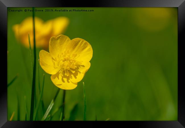 Buttercup in Summer Framed Print by Paul Grove