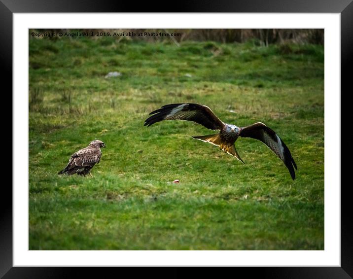 In Flight. Framed Mounted Print by Angela Aird