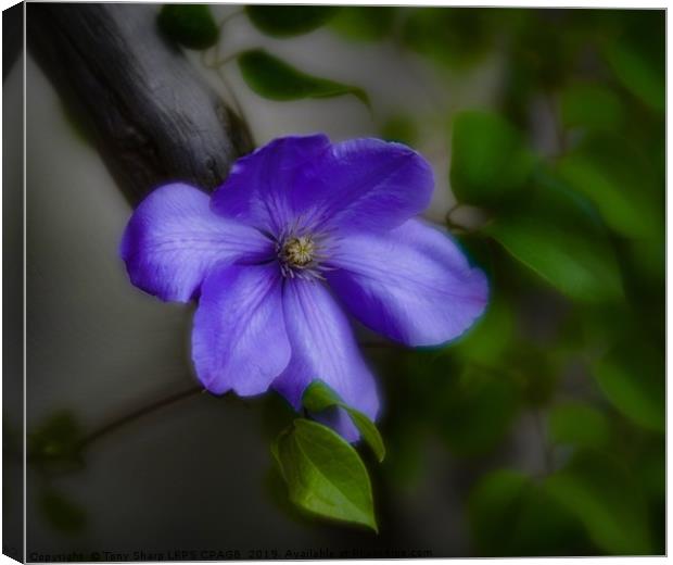 BLUE CLEMATIS Canvas Print by Tony Sharp LRPS CPAGB