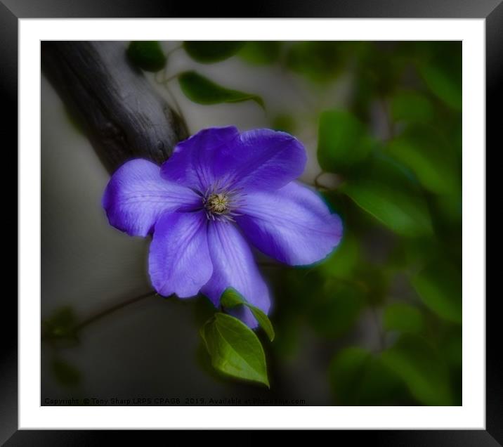BLUE CLEMATIS Framed Mounted Print by Tony Sharp LRPS CPAGB