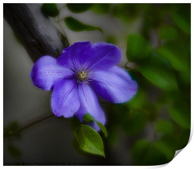 BLUE CLEMATIS Print by Tony Sharp LRPS CPAGB
