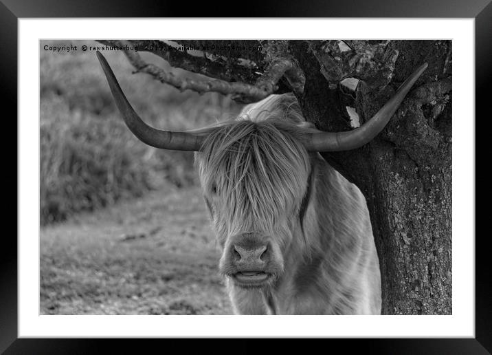 Highland Cow Mono  Framed Mounted Print by rawshutterbug 