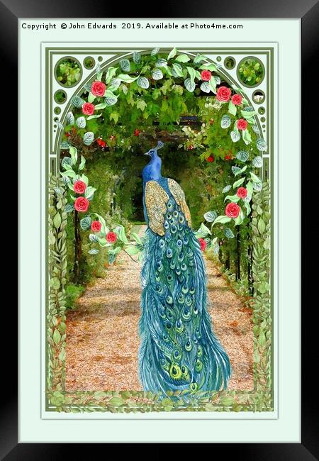 Peacock Framed Print by John Edwards