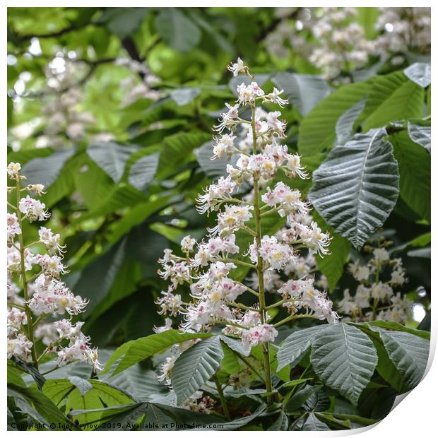 Flowering horsechestnut Print by Igor Krylov