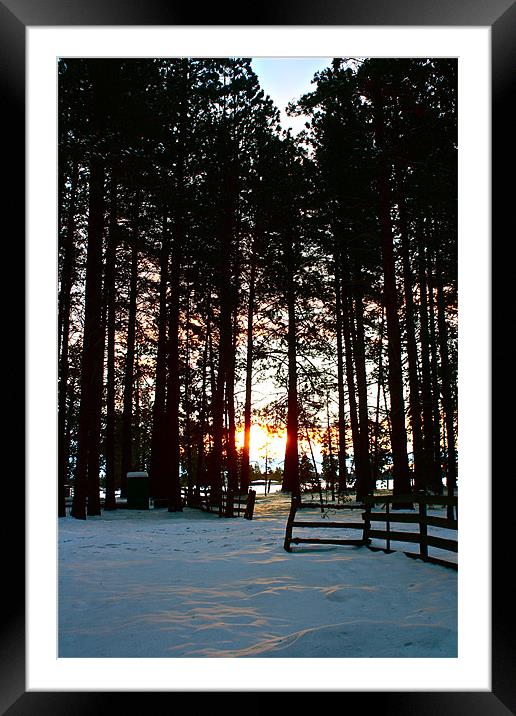 Sunrise Through The Pondarosa Pines Framed Mounted Print by Irina Walker