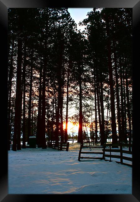 Sunrise Through The Pondarosa Pines Framed Print by Irina Walker