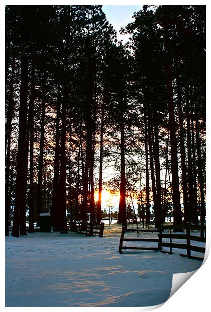 Sunrise Through The Pondarosa Pines Print by Irina Walker