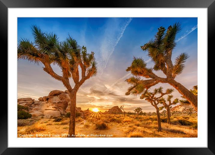 Gorgeous Sunset at Joshua Tree National Park Framed Mounted Print by Melanie Viola