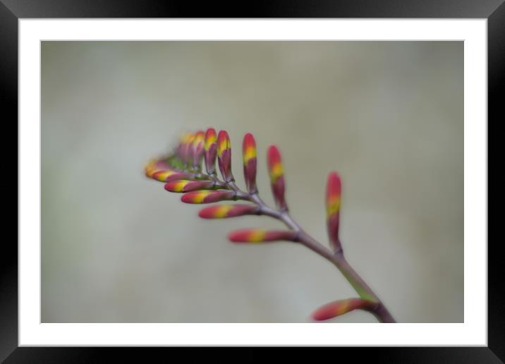 Dreaming Crocosmia                                 Framed Mounted Print by Ling Peng