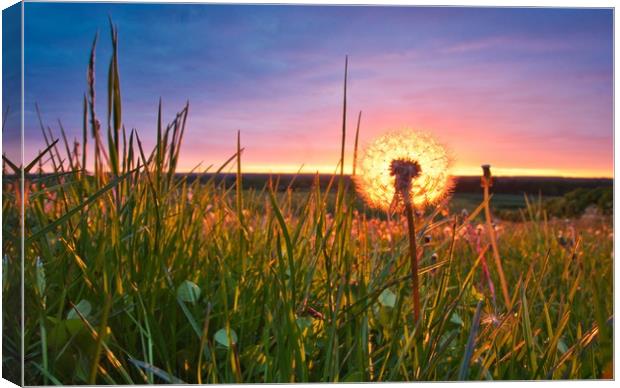 Dandelion and Sunset                               Canvas Print by Ling Peng