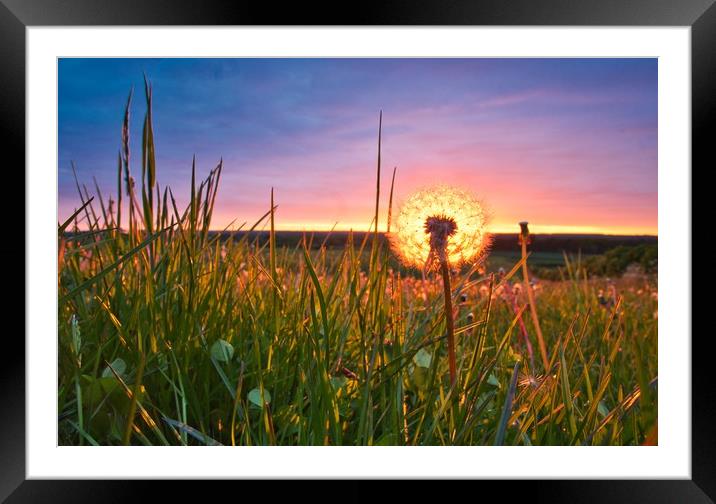 Dandelion and Sunset                               Framed Mounted Print by Ling Peng
