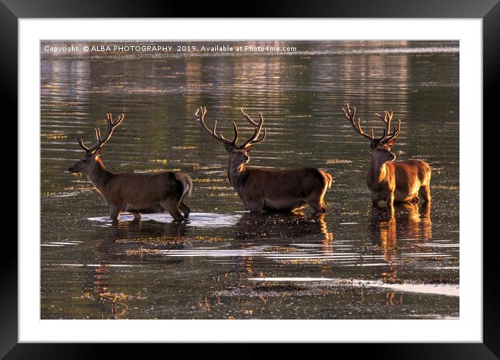 Red Deer at Sunset on the Isle of Arran. Framed Mounted Print by ALBA PHOTOGRAPHY