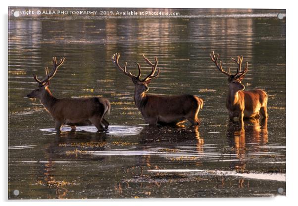 Red Deer at Sunset on the Isle of Arran. Acrylic by ALBA PHOTOGRAPHY