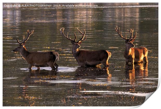 Red Deer at Sunset on the Isle of Arran. Print by ALBA PHOTOGRAPHY