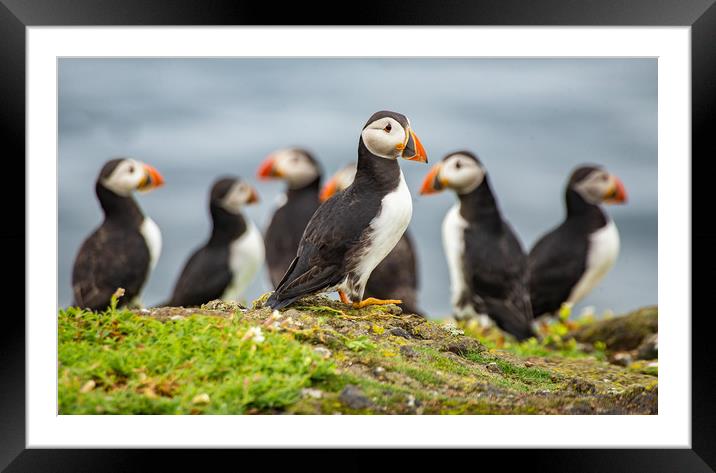 Puffins on the rocks Framed Mounted Print by Andrew Beveridge