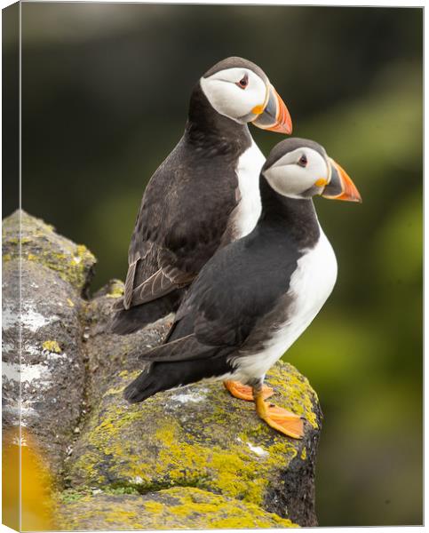 Pair of Puffins Canvas Print by Andrew Beveridge