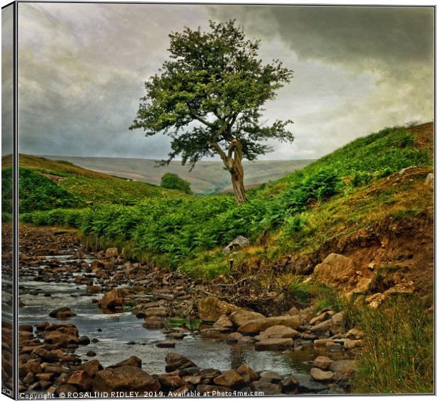 "Storm clouds gather at Bollihope" Canvas Print by ROS RIDLEY