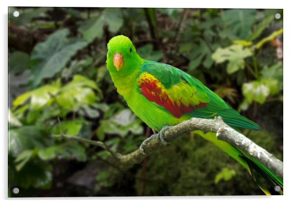 Jonquil Parrot Acrylic by Arterra 