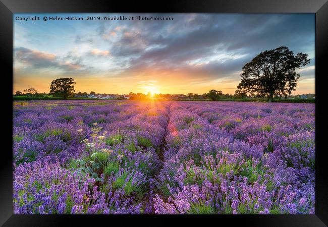 Sunset over beautiful fields of lavender  Framed Print by Helen Hotson