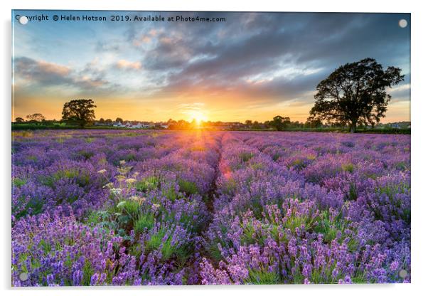 Sunset over beautiful fields of lavender  Acrylic by Helen Hotson