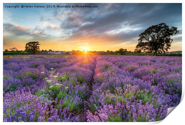 Sunset over beautiful fields of lavender  Print by Helen Hotson
