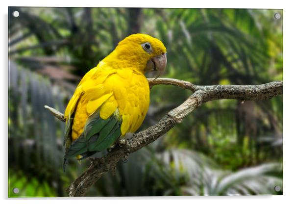 Golden Parakeet Acrylic by Arterra 