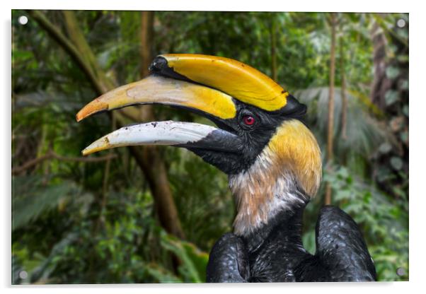 Great Hornbill Acrylic by Arterra 