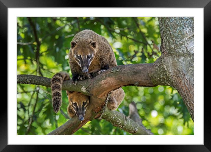Curious South American Coatis Framed Mounted Print by Arterra 