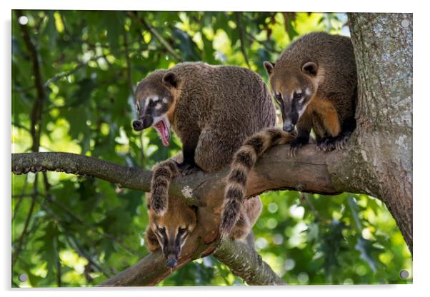 South American coatis Acrylic by Arterra 