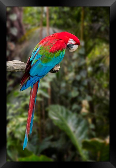 Red-and-green Macaw Framed Print by Arterra 