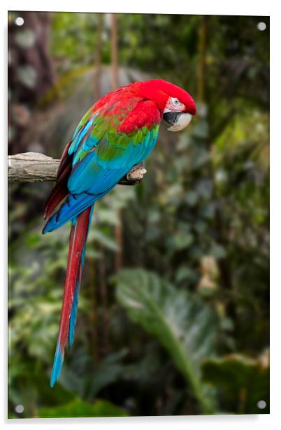 Red-and-green Macaw Acrylic by Arterra 