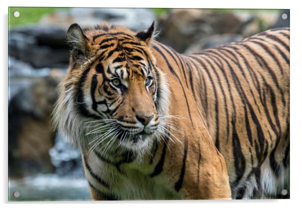 Sumatran Tiger in River Acrylic by Arterra 