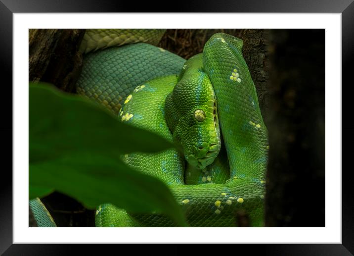 Green Tree Python Framed Mounted Print by Arterra 