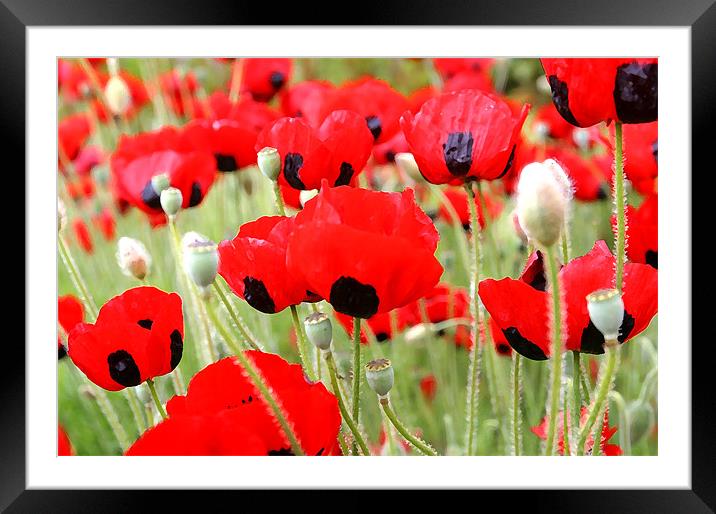 Sea of red Framed Mounted Print by Ray Canham