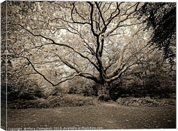 The Old Oak Reaching Out Canvas Print by Marie Castagnoli