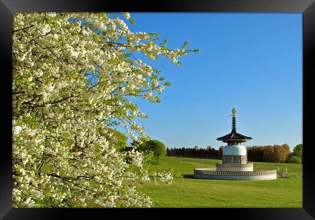 The Peace Pagoda at Willen Framed Print by graham young