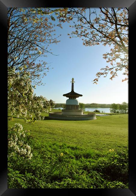 The Peace Pagoda at Willen Framed Print by graham young