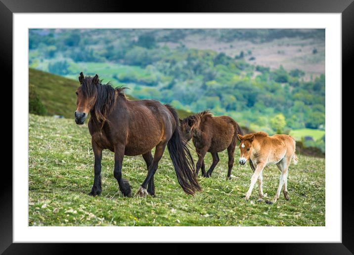 Dartmoor ponies Framed Mounted Print by Andrew Michael