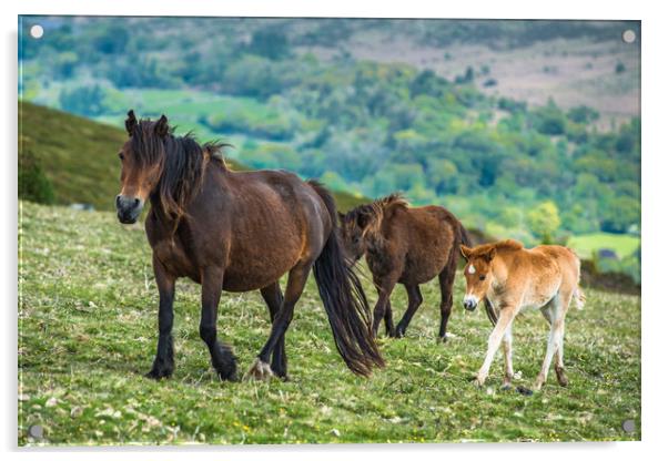Dartmoor ponies Acrylic by Andrew Michael