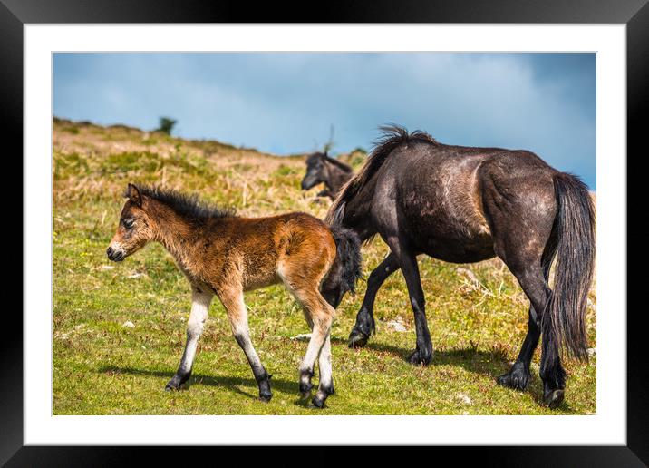 Dartmoor pony foal with mare Framed Mounted Print by Andrew Michael